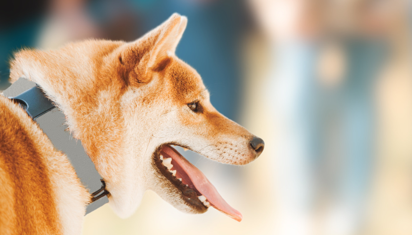 Le flair du chien, le meilleur détecteur des punaises de lit ! Découvrez pourquoi.